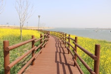 당진 석문산단에 펼쳐진 유채꽃과 음악분수의 향연