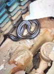 당진수도대행소 | [당진] 손 주무르고 허벅지 만져도...말 못하는 수도검침원