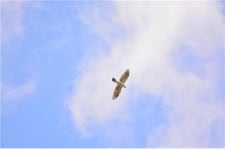 덕산도립공원서 멸종위기 수달 등 1516종 확인