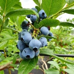 충남도내 적응성 높은 블루베리 찾는다