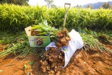 해들림 당진생강 비옥한 황토에서 자라 품질 우수