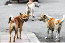 당진시 들개잡는 전문 포획단 출동