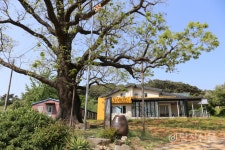 당진 삼월리 회화나무, 복합문화공간으로 재탄생