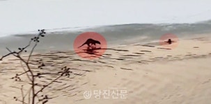 당진 역천에 찾아온 수달가족