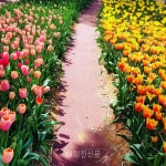 [충남 이모저모] 아름다운 튤립의 향연 태안 세계튤립꽃 박람회
