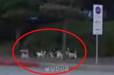 무리 지어 다니는 들개, 아찔하고 무서워
