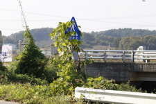 조치하겠다더니..가려진 보행자 신호등 방치