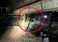 송악읍 석포리 곰 농장에서 곰 탈출..2시간 만에 사살