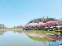 분홍빛 벚꽃 시즌, 올해 당진 벚꽃 명소를 소개합니다