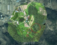면천면 송학리·성상리 소나무서 재선충병 발생