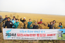 당진시농민회, 2024년 통일벼베기 행사 개최