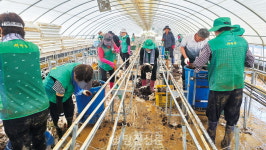 새마을운동 당진시지회, 피해 복구에 팔 걷어붙여