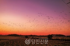 [기획연재7] 삽교천변 안식교 농장, 신촌사업장, 소들섬 간척 이야기
