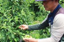 [인터뷰] 꿈의 사과 거친 손과 땀방울이 만든다