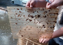 인천시, 수산종자생산 확인서 발급 받으세요