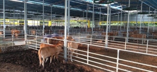 보은군, 명품 보은한우 육성 유전체 분석지원사업 추진