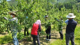 보은군 회인면-농업기술센터 직원들, 농촌일손봉사 구슬땀