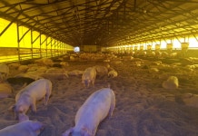 강원 홍천 아프리카돼지열병 발생, 48시간 일시이동중지 명령