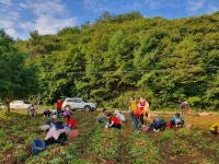 공주시 여성단체협의회, 농촌일손돕기 활동 구슬땀