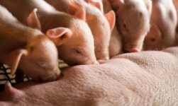 12월 초에 한파경보? 어린 가축 질병발생 예방하려면