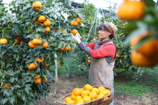 수확기 빠른 윈터프린스·미니향, 감귤 농가 효자 노릇