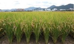 농진청, 최고품질 벼 안평 농가 보급