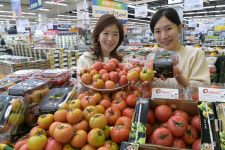 농협유통, 대저 짭짤이 토마토 첫 출하