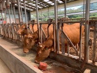 한우 저탄소 인증 시범사업 3월부터 신청하세요