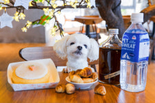 휘닉스 제주 섭지코지, 반려견 동반 오마이펫키지 출시