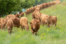 축산과학원 한우연구소, 대관령 초지에 한우 방목 시작
