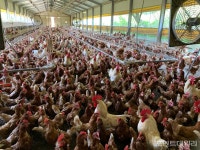 상반기 가축재해보험 가입률 88.7%… 전북 96%로 가장 높아
