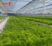 선진, 쿠킹클래스 개설… 한돈과 상추 활용한 유러피안 가정식 즐겨 보세요