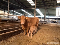 겨울철 태어난 송아지, 몸의 물기 바로 닦아 체온 유지를