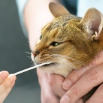 여름철 폭염으로부터 가축·반려동물 지키는 축산 스타트업 기술들은