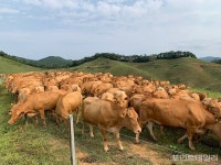 농협 축산경제, 2024년 한우뿌리농가 유전체분석 완료