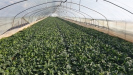 서울시공사 새 학기 친환경 식재료 공급 상황 이상 무