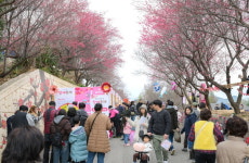 홍매화로 여는 순천의 봄... 제8회 매곡동 탐매축제 7일 개막