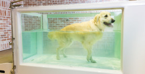 반려견 노후, 준비하고 계신가요?