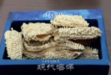 아무르콜라겐(주) 불가사리에서 친환경 천연보습제 개발