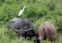 淸峰의 새이야기 ㉖ 황로