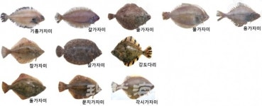국립수산과학원, 가자미류 유전자 판별기술 개발에 성공