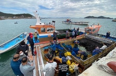 진도 햇 돌김 위판 시작…작년보다 작황 좋아