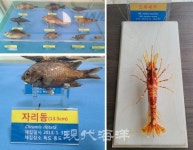 국립수산과학원, 「독도의 날」 맞아 해양생물 전시회·VR 체험행사 개최