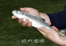 수입산과 겨룰 토종 첨연어  상업양식 성공