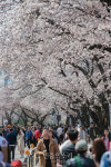 윤중로 벚꽃축제 한창[포토]