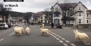 ‘코로나19 여파’로 조용해진 영국 해안마을 점령한 산양 떼