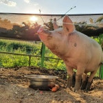 [새책] 훔친 돼지 새벽이 이야기를 통해 보는 인간과 동물 모두 행복한 세상