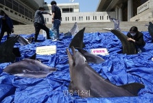 전국 수족관 돌고래 바다로 돌려보내자