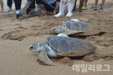 제주서 방류한 푸른바다거북, 고향 베트남까지 성공 이동