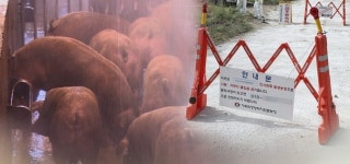 아프리카돼지열병 연천서도 발생···확산 우려